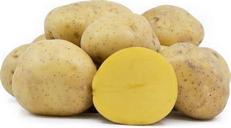 ¡Yukon Gold Potatoes: Un Vistazo Profundo a la Versatilidad de este Tubérculo Dorado!