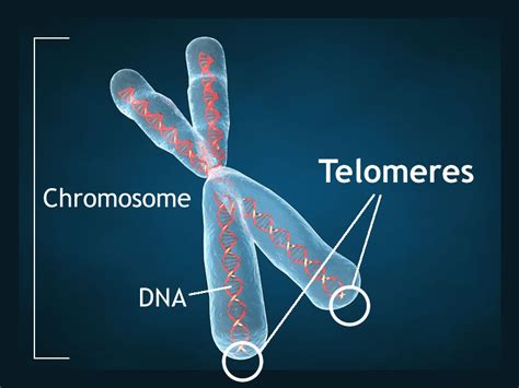  ¿Telomer Poliuretano: El Material Invisible con Fuerza Sobrenatural?