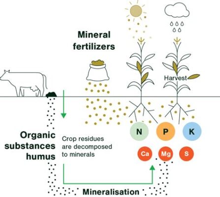 ¿Qué es el Kalium y cómo se utiliza en la producción de fertilizantes y vidrio?